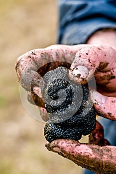 Black truffle hands