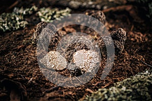 Black truffle mushroom