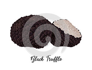 Black Truffle Mushroom on white background, natural food ingredient, realistic vector illustration