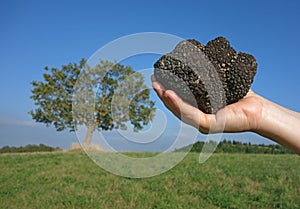 Black truffle and oak tree