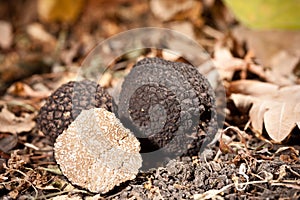 Black truffles