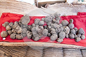 Black truffles in Italian showroom