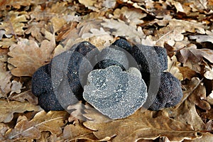 Black truffles (Tuber melanosporum) photo