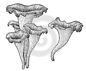 Black trumpet mushroom illustration, drawing, engraving, ink, line art, vector