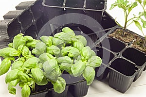 Black tubs for basil and tomato seedlings photo