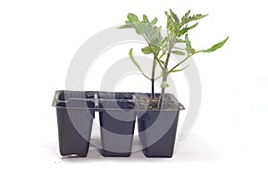 Black tubs for basil and tomato seedlings photo