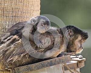 Black tufted capuccin monkey photo