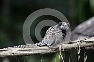 Black tufted-ear marmoset, Callithrix penicillata