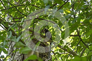 black-tufted marmoset in the Atlantic forest in Brazil photo