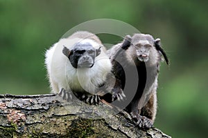 Black-tufted marmoset photo