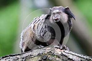 Black-tufted marmoset photo