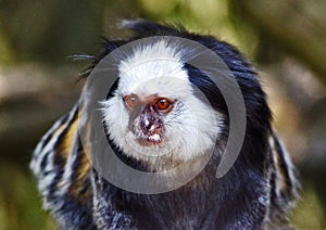 Black Tufted Marmoset Callithrix penicillata photo