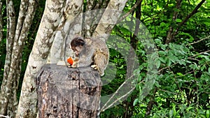 The black-tufted marmoset, Callithrix penicillata eating fruits at Itaete, Poco Encantado in Chapada Diamantina, Brazil.