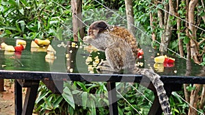 The black-tufted marmoset, Callithrix penicillata eating fruits at Itaete, Poco Encantado in Chapada Diamantina, Brazil.