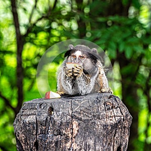 The black-tufted marmoset, Callithrix penicillata eating fruits at Itaete, Poco Encantado in Chapada Diamantina, Brazil