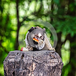 The black-tufted marmoset, Callithrix penicillata eating fruits at Itaete, Poco Encantado in Chapada Diamantina, Brazil