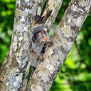 The black-tufted marmoset, Callithrix penicillata eating fruits at Itaete, Poco Encantado in Chapada Diamantina, Brazil