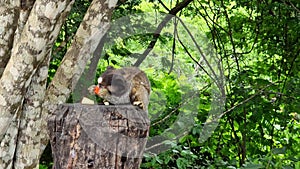 The black-tufted marmoset, Callithrix penicillata eating fruits at Itaete, Poco Encantado in Chapada Diamantina, Brazil.