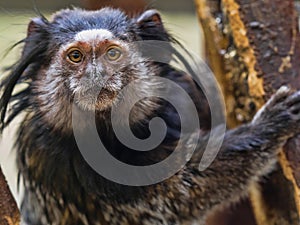 Black-tufted marmoset, Callithrix penicillata, has big hairbrushes on his head