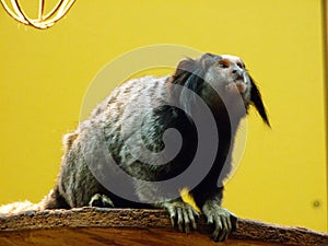 The black-tufted marmoset Callithrix penicillata, Mico-estrela or Crna copicarka - Zoo Ljubljana Zivalski vrt Ljubljana photo