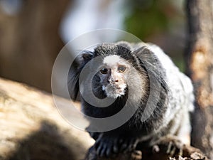 black-tufted marmoset, Callithrix penicillata observes the surroundings photo