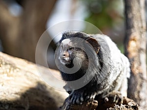 black-tufted marmoset, Callithrix penicillata observes the surroundings photo