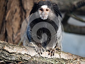 One  black-tufted marmoset, Callithrix penicillata, sits on a branch and observes the surroundings photo