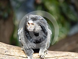 One  black-tufted marmoset, Callithrix penicillata, sits on a branch and observes the surroundings photo