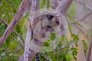 Black Tufted Marmoset, Callithrix Penicillata, sitting on a branch in the trees at Poco Encantado, Chapada Diamantina