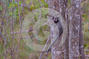 Black Tufted Marmoset, Callithrix Penicillata, sitting on a branch in the trees at Poco Encantado, Chapada Diamantina photo