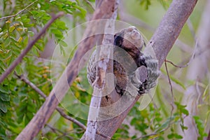 Black Tufted Marmoset, Callithrix Penicillata, sitting on a branch in the trees at Poco Encantado, Chapada Diamantina photo
