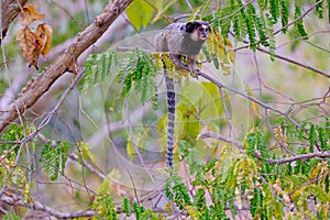 Black Tufted Marmoset, Callithrix Penicillata, sitting on a branch in the trees at Poco Encantado, Chapada Diamantina photo