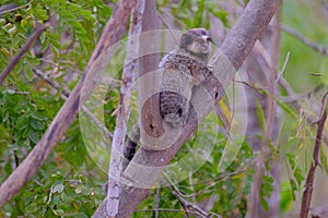 Black Tufted Marmoset, Callithrix Penicillata, sitting on a branch in the trees at Poco Encantado, Chapada Diamantina photo