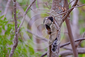 Black Tufted Marmoset, Callithrix Penicillata, sitting on a branch in the trees at Poco Encantado, Chapada Diamantina photo