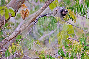 Black Tufted Marmoset, Callithrix Penicillata, sitting on a branch in the trees at Poco Encantado, Chapada Diamantina photo