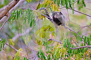 Black Tufted Marmoset, Callithrix Penicillata, sitting on a branch in the trees at Poco Encantado, Chapada Diamantina photo