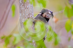 Black Tufted Marmoset, Callithrix Penicillata, sitting on a branch in the trees at Poco Encantado, Chapada Diamantina photo