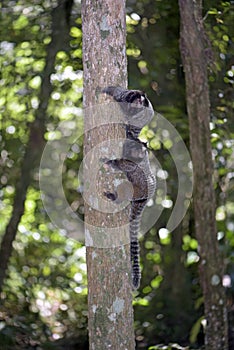 Black-tufted marmoset, endemic primate of Brazil photo