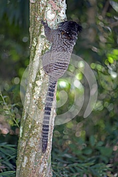 Black-tufted marmoset, endemic primate of Brazil photo