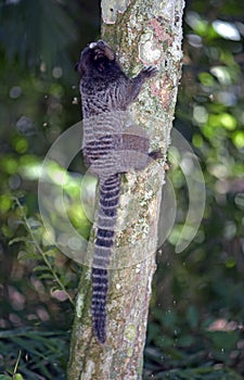 Black-tufted marmoset, endemic primate of Brazil photo