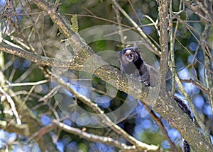 Black-tufted marmoset, endemic primate of Brazil photo