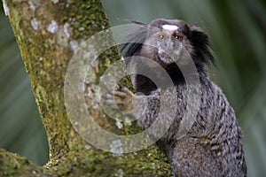 Black-tufted marmoset, endemic primate of Brazil photo