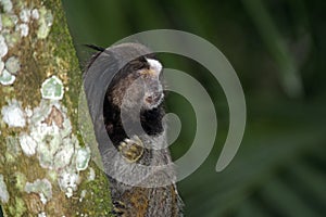 Black-tufted marmoset, endemic primate of Brazil photo