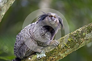 Black-tufted marmoset, endemic primate of Brazil photo