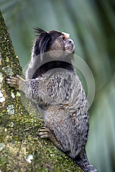 Black-tufted marmoset, endemic primate of Brazil photo