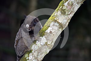 Black-tufted marmoset, endemic primate of Brazil photo