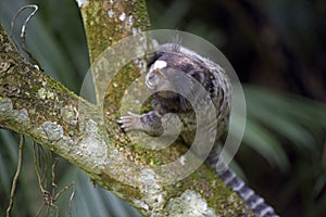 Black-tufted marmoset, endemic primate of Brazil photo