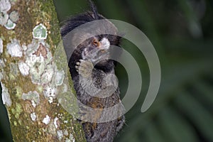 Black-tufted marmoset, endemic primate of Brazil photo