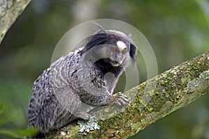 Black-tufted marmoset, endemic primate of Brazil photo