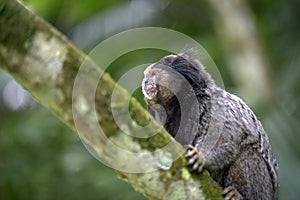 Black-tufted marmoset, endemic primate of Brazil photo